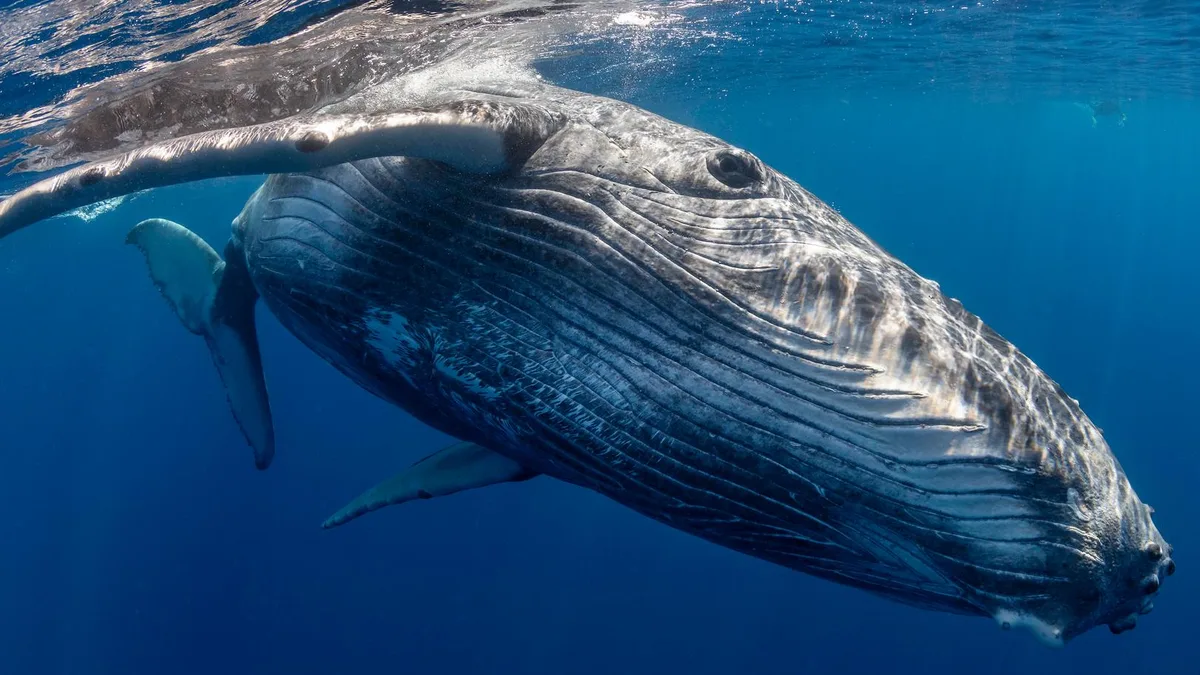 Alors que la COP17 s’ouvre, ce chiffre dit tout du retard sur la protection de la biodiversité