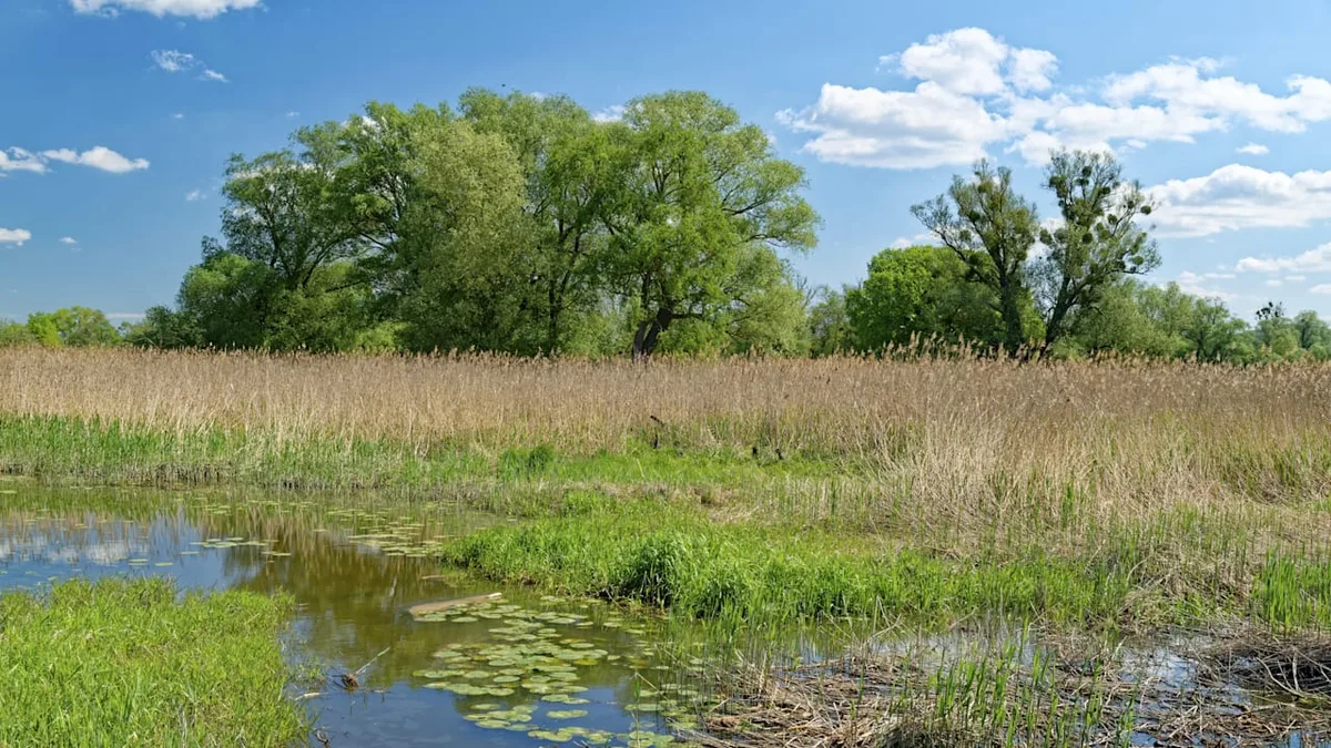 Wassermangel im Odertal - Einzigartiger Nationalpark trocknet aus