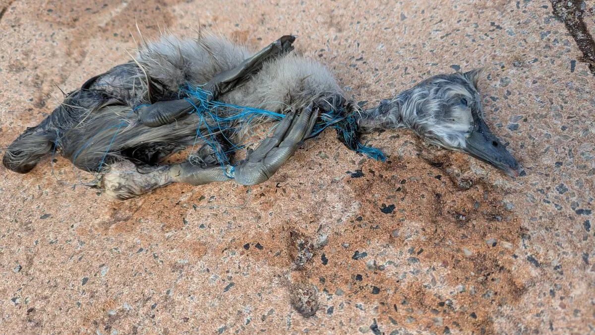 Just months after Mandurah swan vape death another dies as a result of human actions