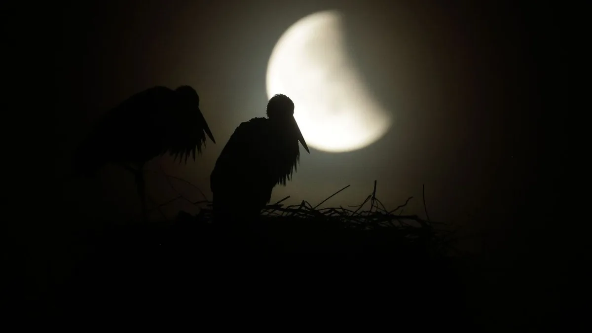 Himmelsschauspiel: Partielle Mondfinsternis: Klarer Himmel und Wecker nötig