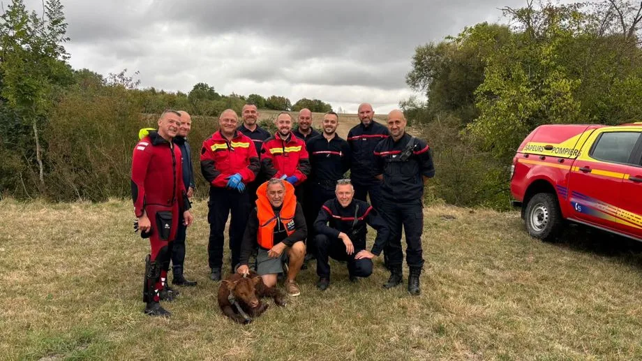Les pompiers sauvent un jeune veau âgé d'un jour, coincé dans la Sarre à Niederstinzel, près de Sarrebourg