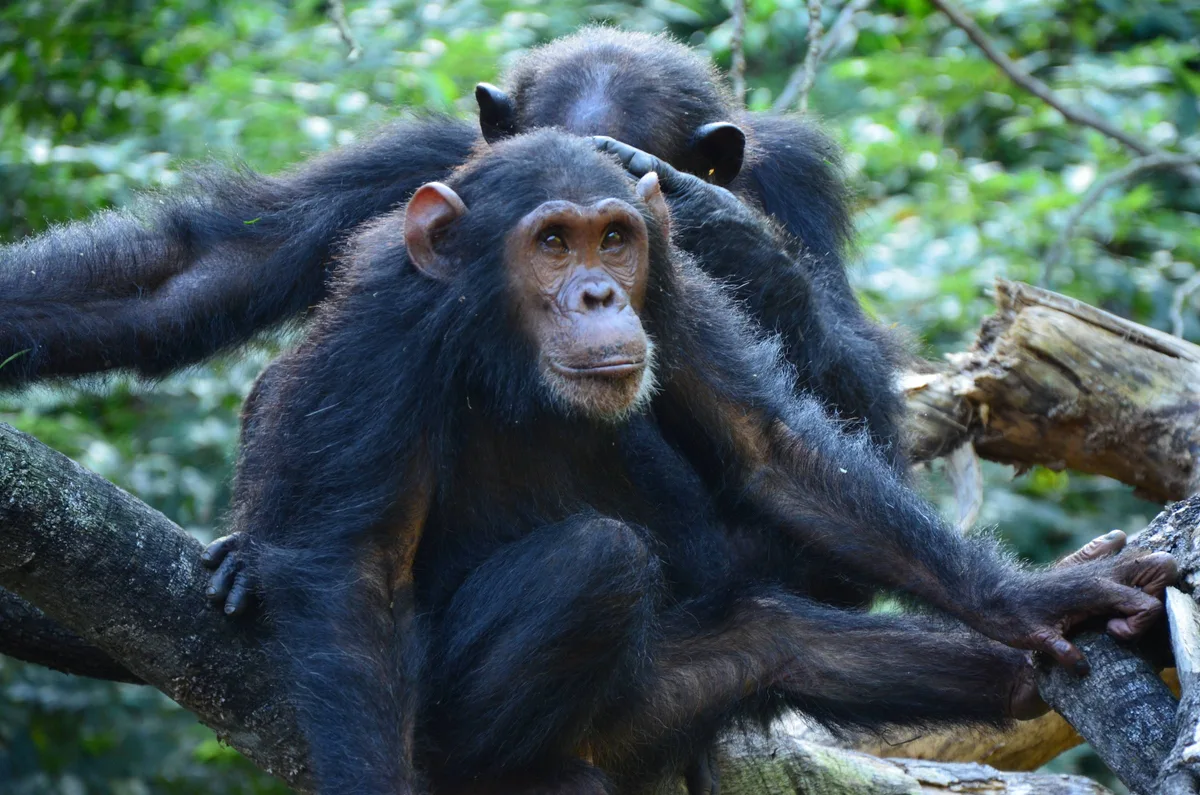Nariz achatado é a razão por que os macacos nunca poderão falar como os humanos