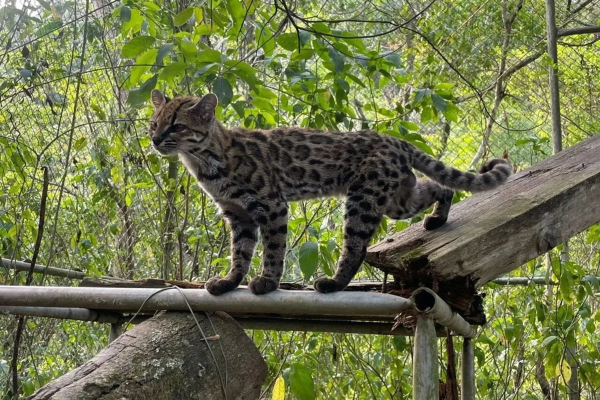 Scientists Discover First New Cat Species in Over a Century—and It’s Love at First Sight