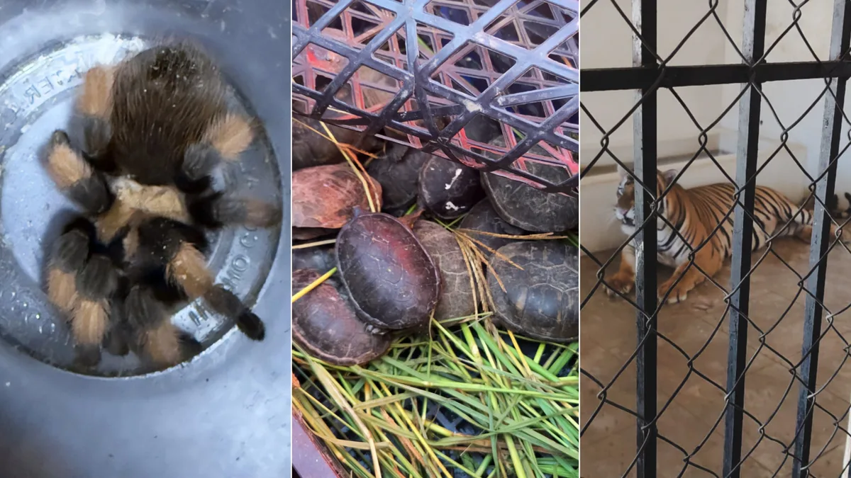 Más de 70 tarántulas, 20 tortugas y dos tigres de bengala fueron asegurados por Profepa en Chihuahua y Sinaloa