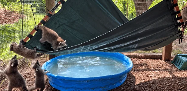 Acampamento inusitado prepara guaxinins órfãos para enfrentar vida selvagem