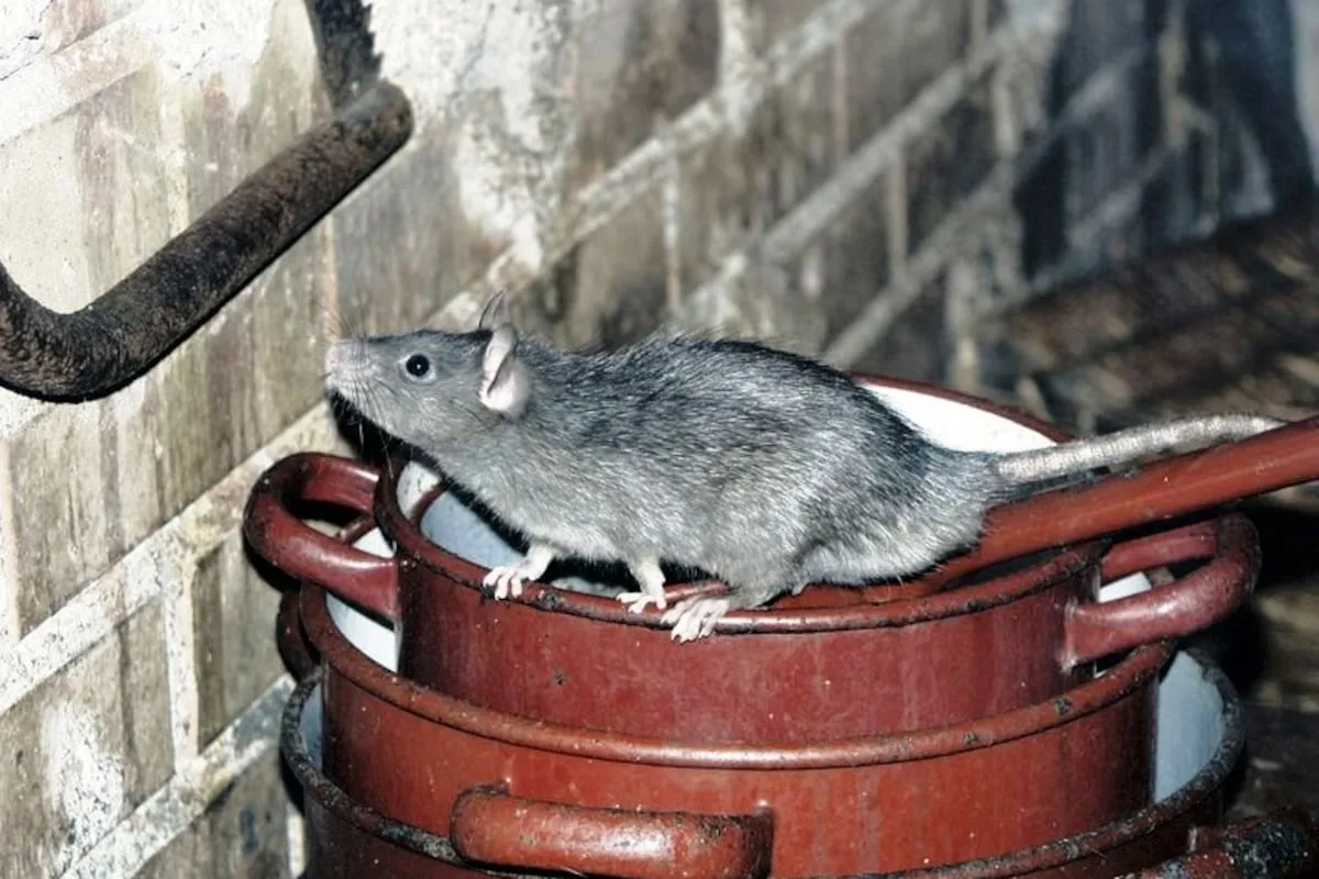 LAST WORD | I smell a rat!