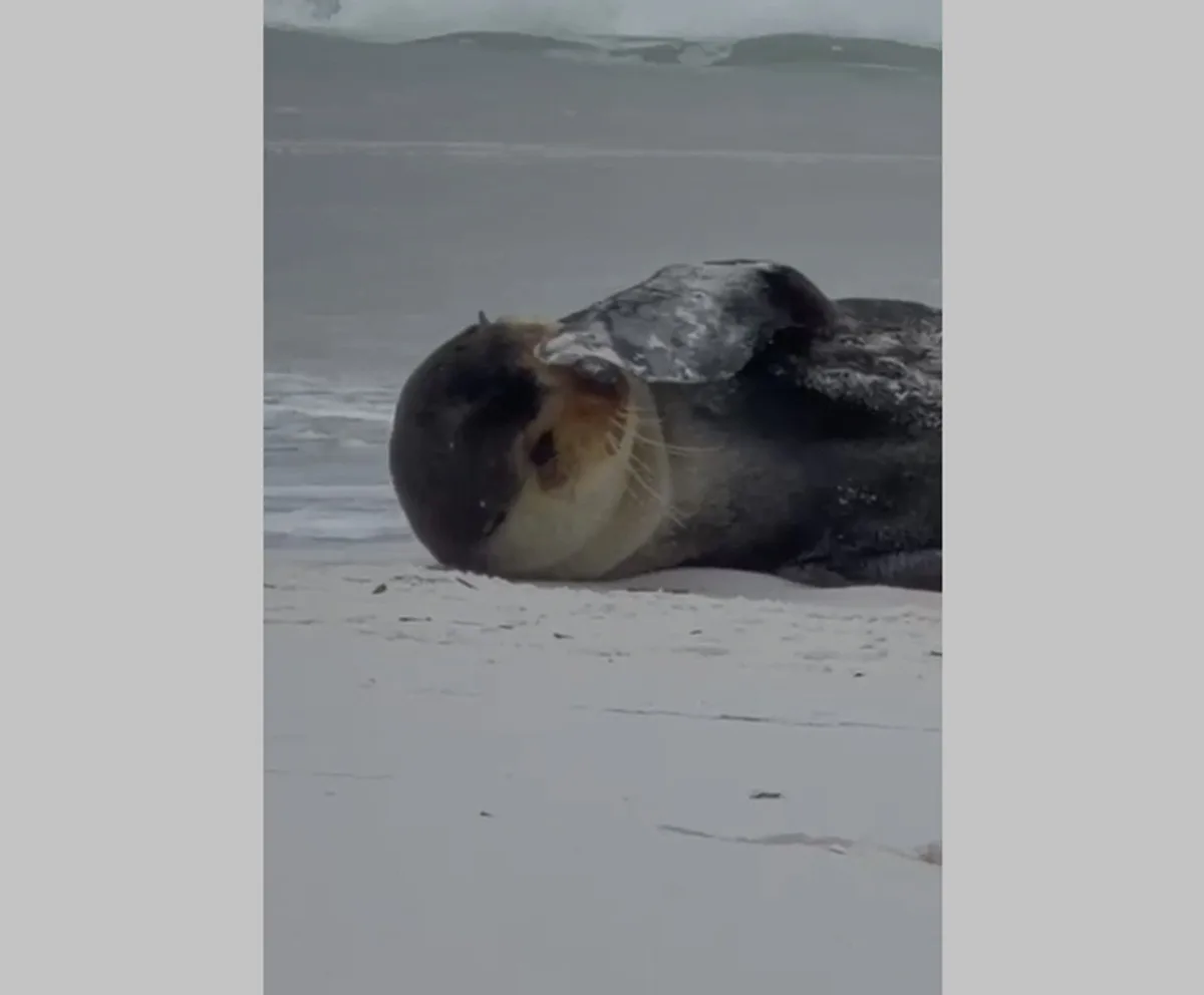 VÍDEO: lobo-marinho aparece em praia de Monte Alto, em Arraial do Cabo