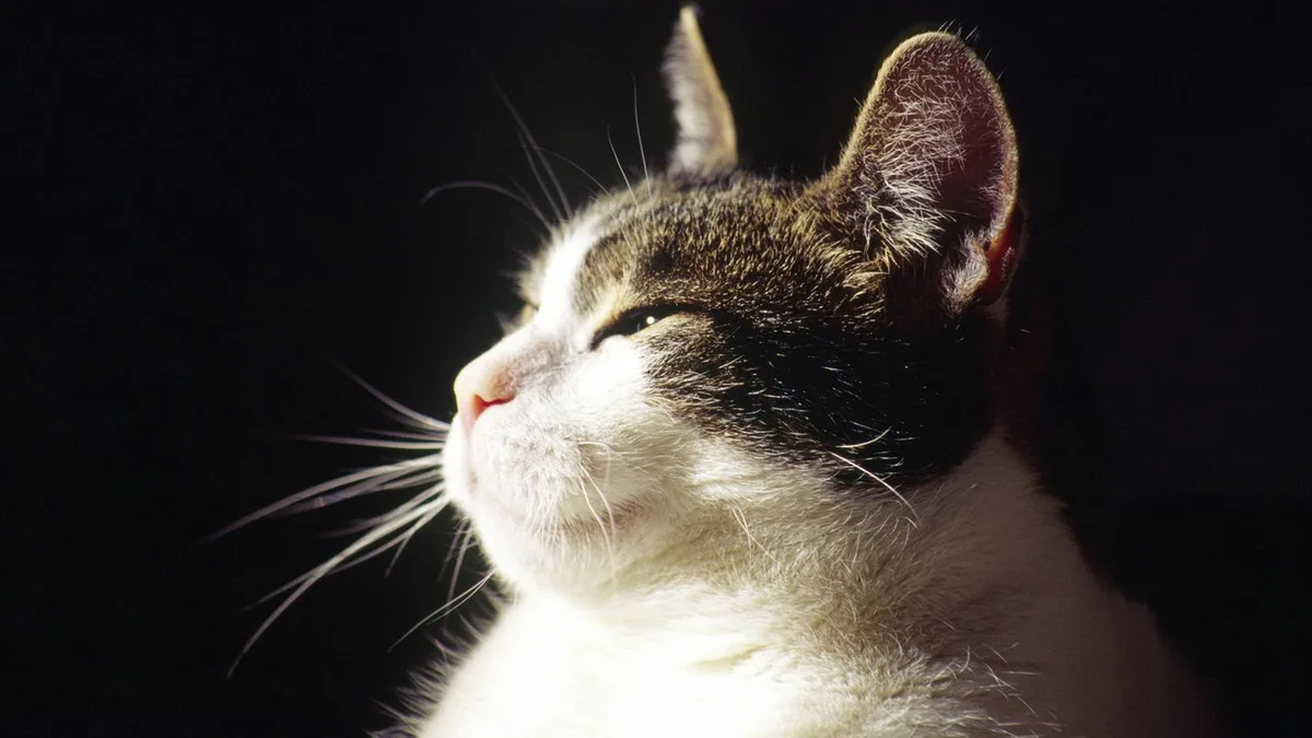 Tierische Kommunikation: Verstehen Sie Ihre Katze? Achten Sie auf diese Zeichen