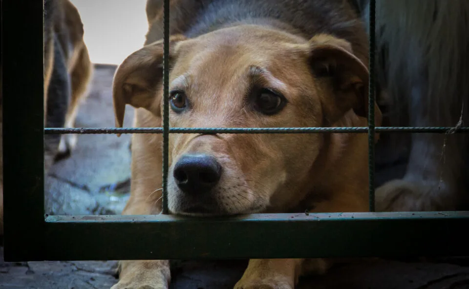 Coreia do Sul toma decisão histórica e não venderá mais carne de cachorro para consumo