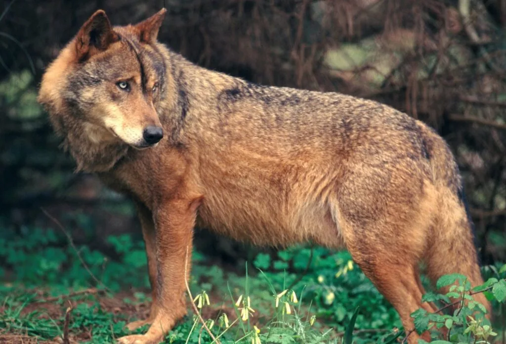 Governo dá prioridade a medidas de prevenção de ataques de lobo a explorações pecuárias
