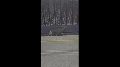 Elch "Emil" legt Warschauer Hauptbahnhof lahm