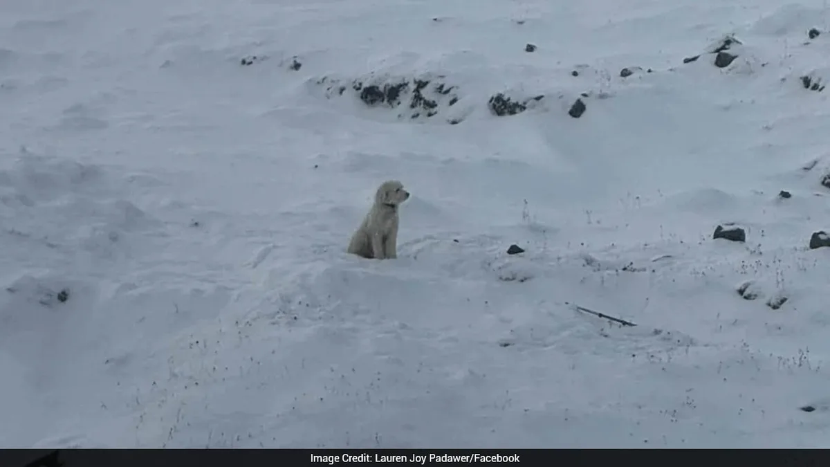 Dog Lost In Alaska Avalanche Found Alive After 50 Hours Thanks To Apple AirTag
