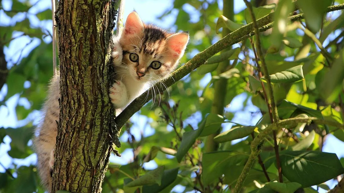 WA councils given power to introduce cat curfews and containment laws after amendments to the State’s Cat Act