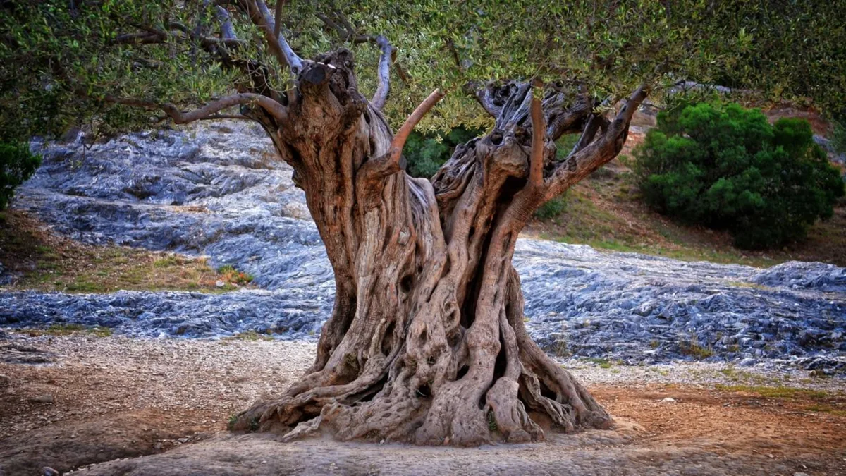Acredito se quiser! Essa arvore tem mais de 3700 anos e ainda produz azeitonas: a história da oliveira mais antiga de Portugal