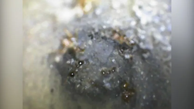 Fire ants have been found in Sydney