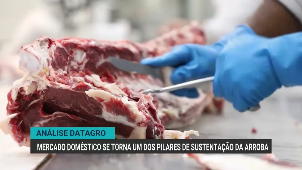 Arroba do boi atinge R$ 348 em São Paulo com mercado doméstico forte