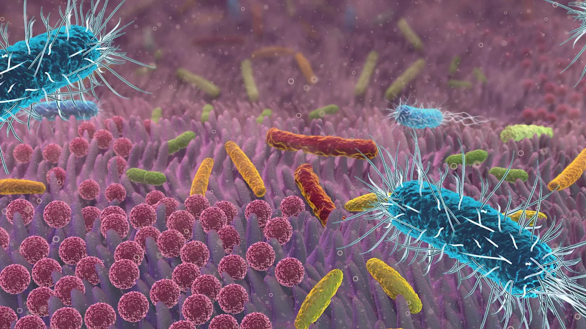Gesundheit - Forscher entdecken möglichen Alzheimer-Treiber im Darm