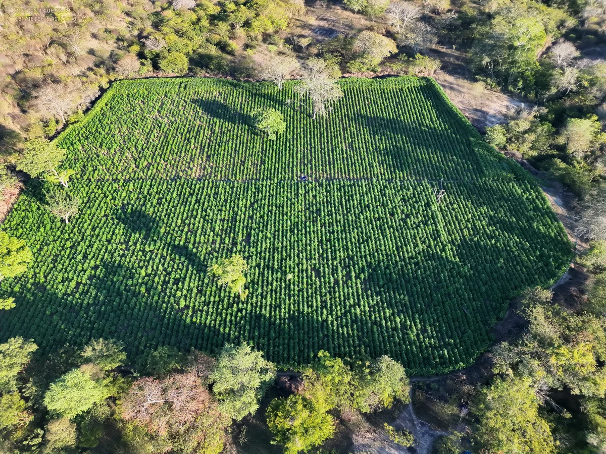 Plantação com 35 mil pés de maconha é destruída na Bahia