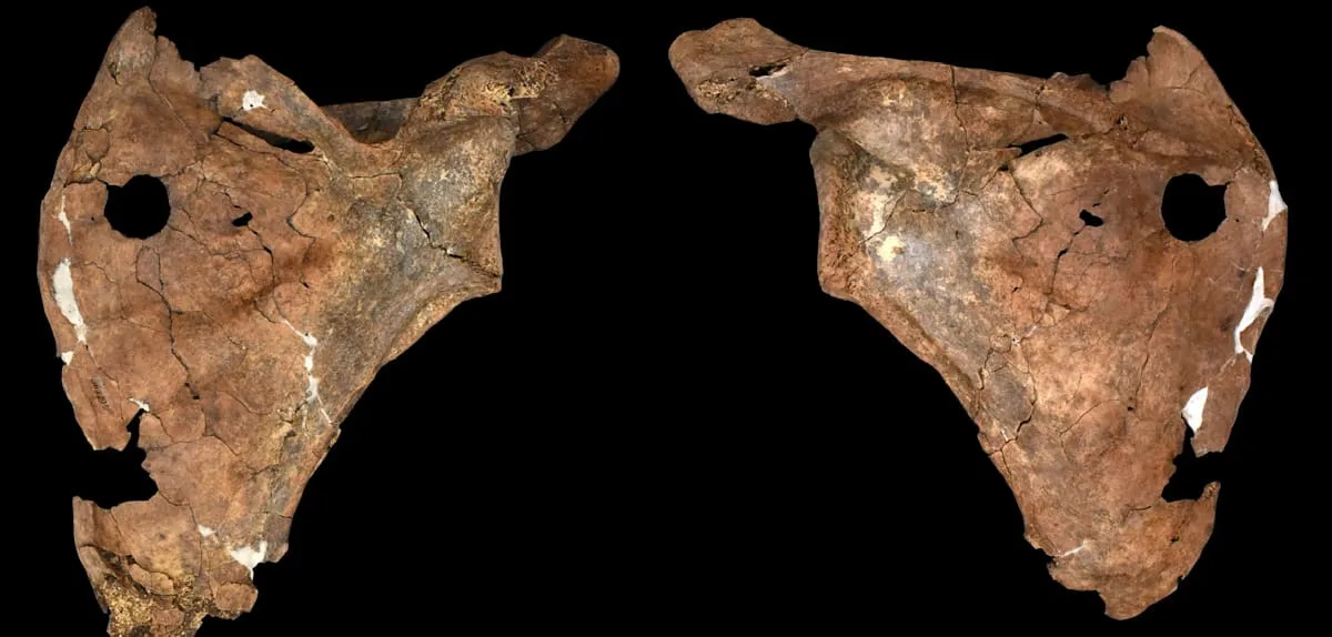 So brutal gingen schon Neandertaler miteinander um