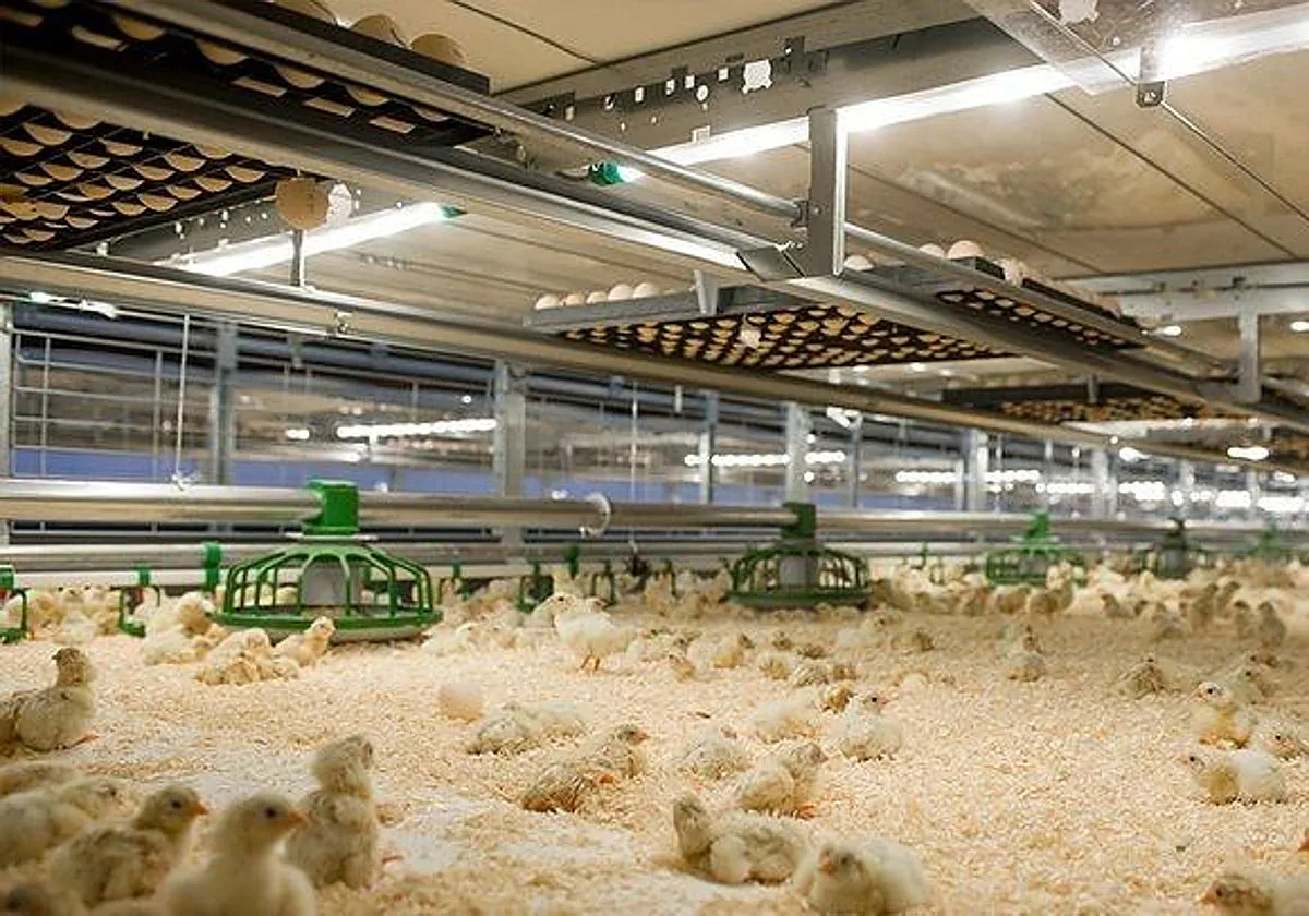 Nuevo foco de la enfermedad de Newcastle en Segovia que eleva a 30 los casos en Castilla y León