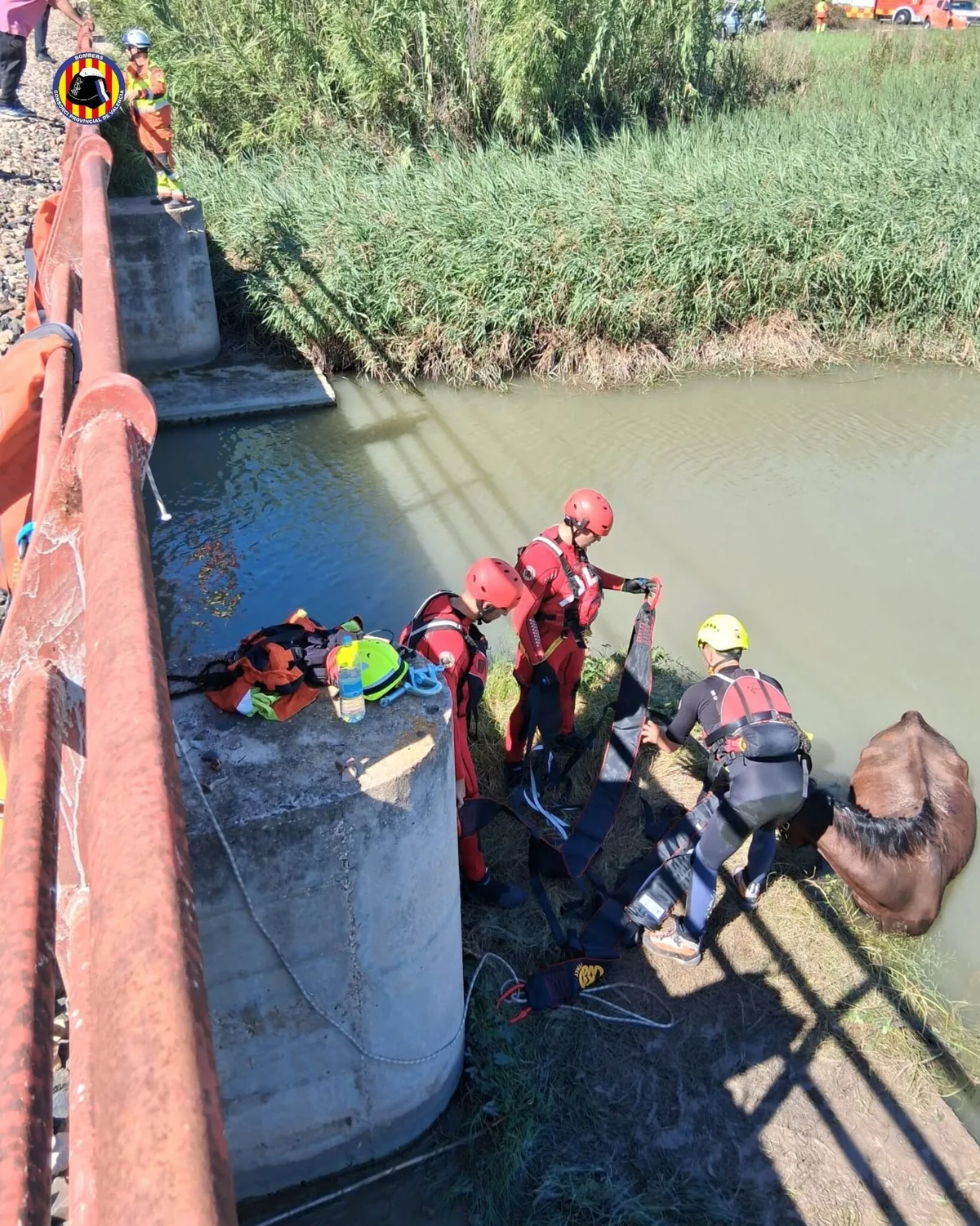 Bomberos rescatan a un caballo hallado dentro del estanque en la zona del Brosquil