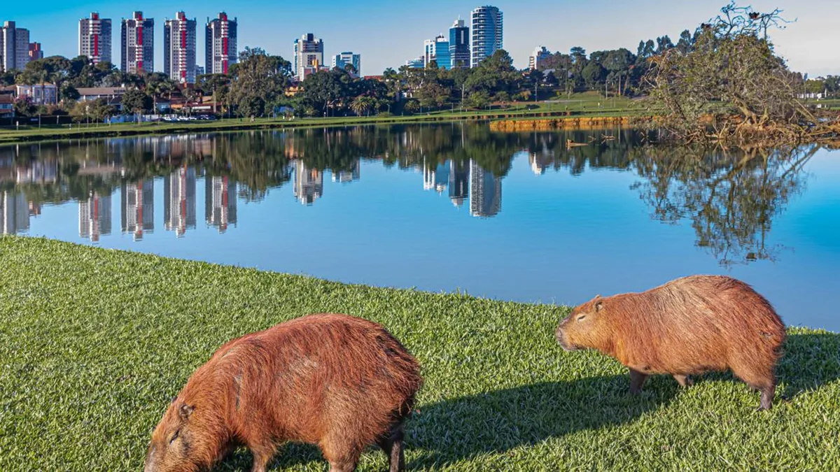 A capital com a melhor qualidade de vida do Brasil em 2026 também inventou um jeito de viajar que ganhou o mundo