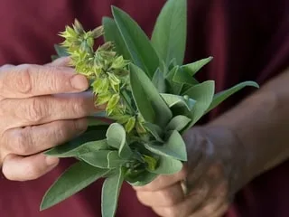 Cette plante apaisante et bonne pour la digestion est facile à cultiver chez vous : voici comment l'utiliser