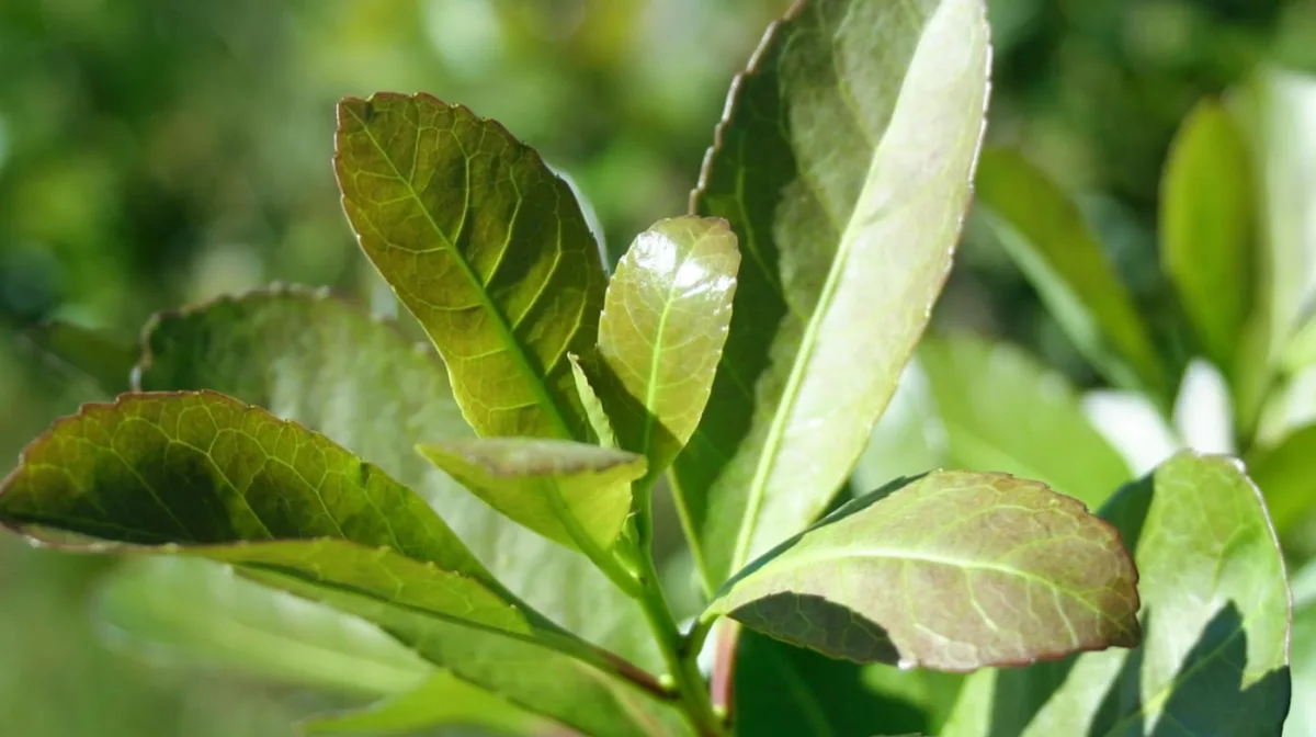 Garantizan la inocuidad de la yerba mate tras los cambios sobre el uso del glifosato