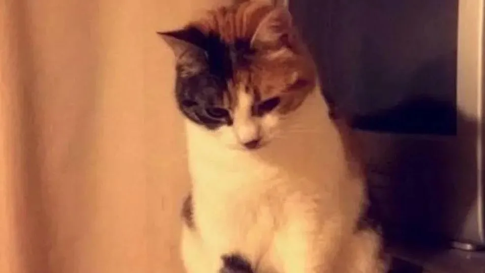 Gata desaparecida durante dez anos volta a casa no dia do aniversário da dona