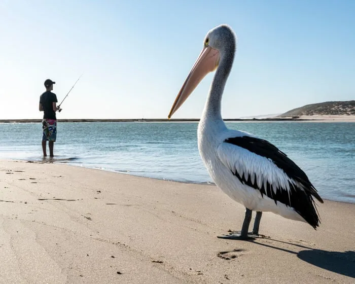 Bird flu has devastated wildlife around the world. What Australian birds are most at risk?