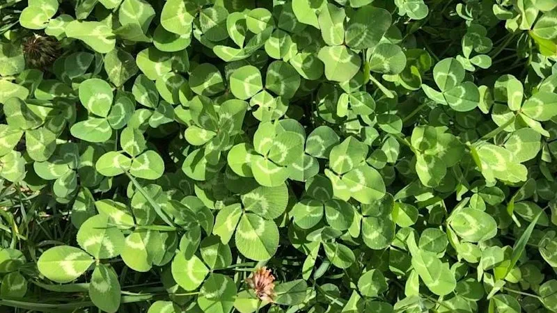 Can you spot the four-leaf clovers in this photo? Here’s how to find them easily