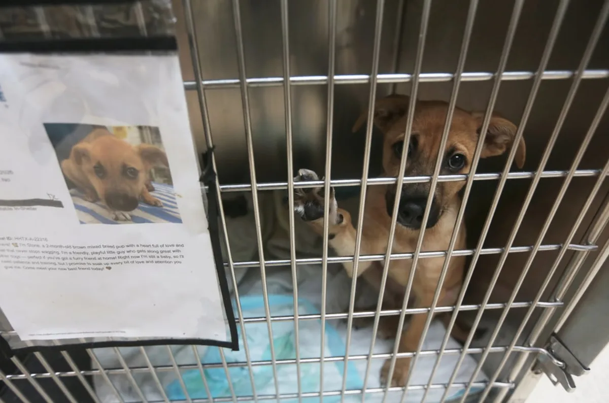 Alerta en Texas: una plaga obliga a suspender adopciones de mascotas