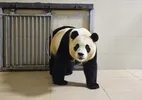 Xi chama pandas de 'embaixadores' e presenteia casal de ursos a zoo nos EUA