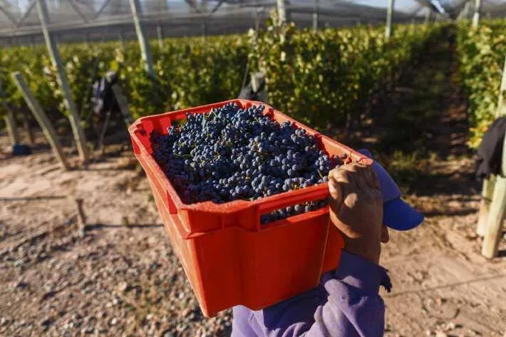 El trabajo rural temporario desata una controversia entre un gremio y una cámara empresaria