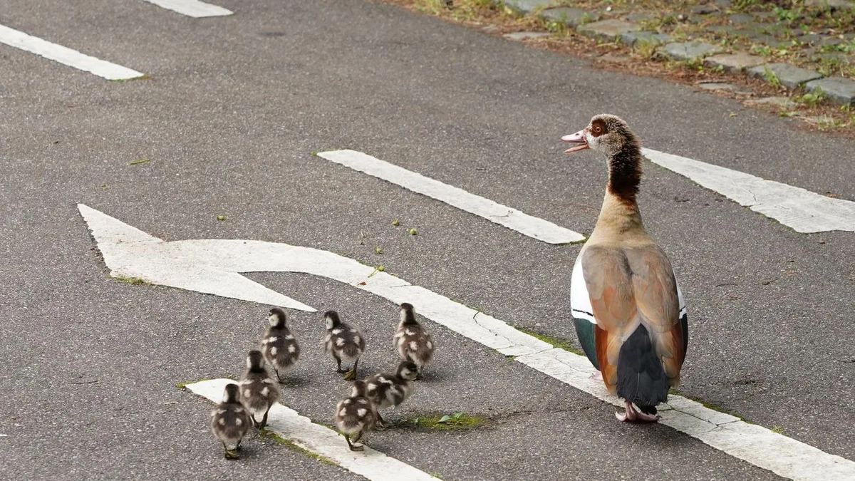 Tiere im Verkehr: Entenfamilie überfahren – Verstoß gegen Tierschutzgesetz?