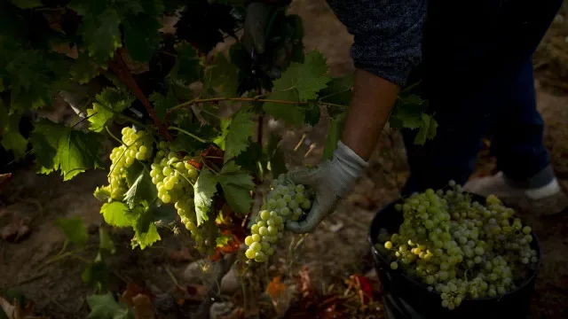 Apoio de 12 milhões para o Douro será pago em função da quantidade de uva