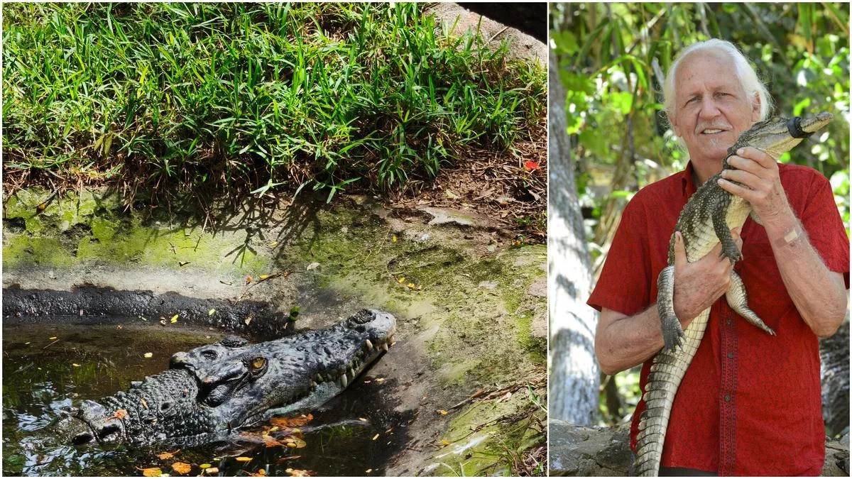Madras Crocodile Bank turns 50: How does this reptilian zoo run?