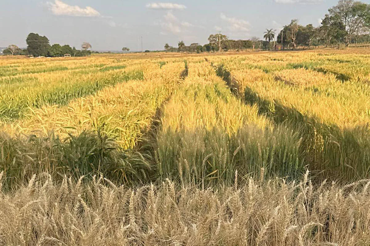 Embrapa aposta em trigo transgênico para elevar safra no cerrado