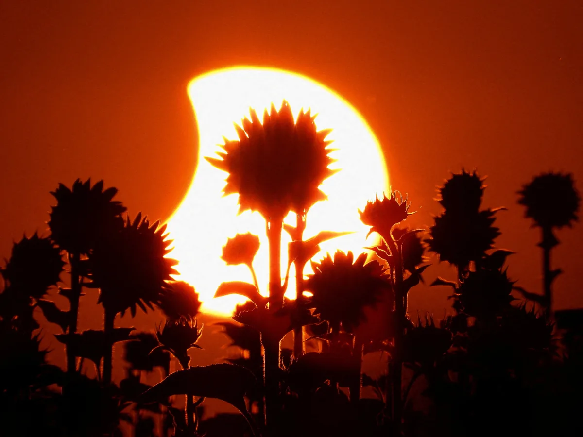 No solo por 21 de septiembre: esta potencia mundial se queda con casi todos nuestros girasoles amarillos