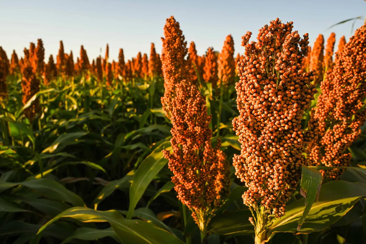 Uso de semillas resistentes impulsa la recuperación de la siembra de sorgo en Venezuela
