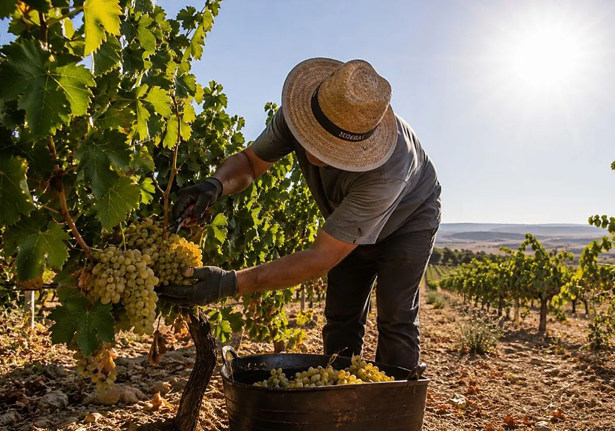 Las olas de calor y los bajos precios de origen avecinan una vendimia «complicada»