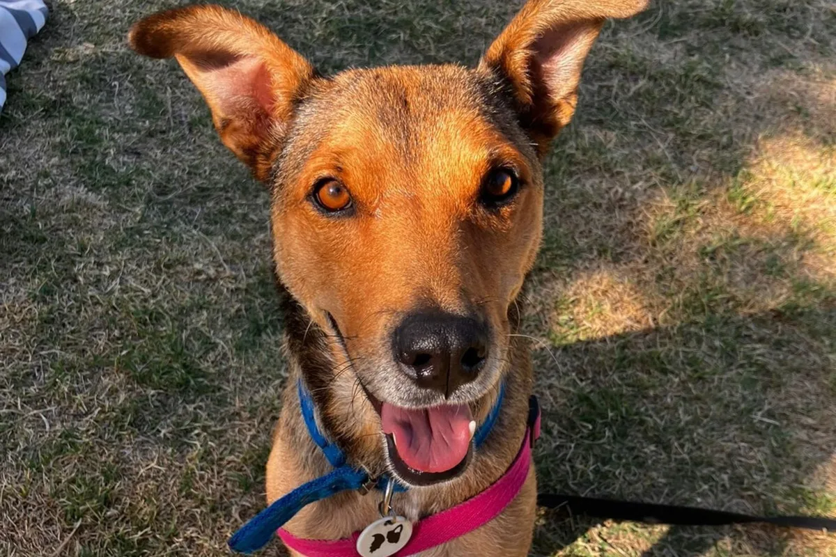 Se desplomó en la calle con seis cachorros en su panza y, después de salvarlos, espera una familia para ella: la historia de Brunei