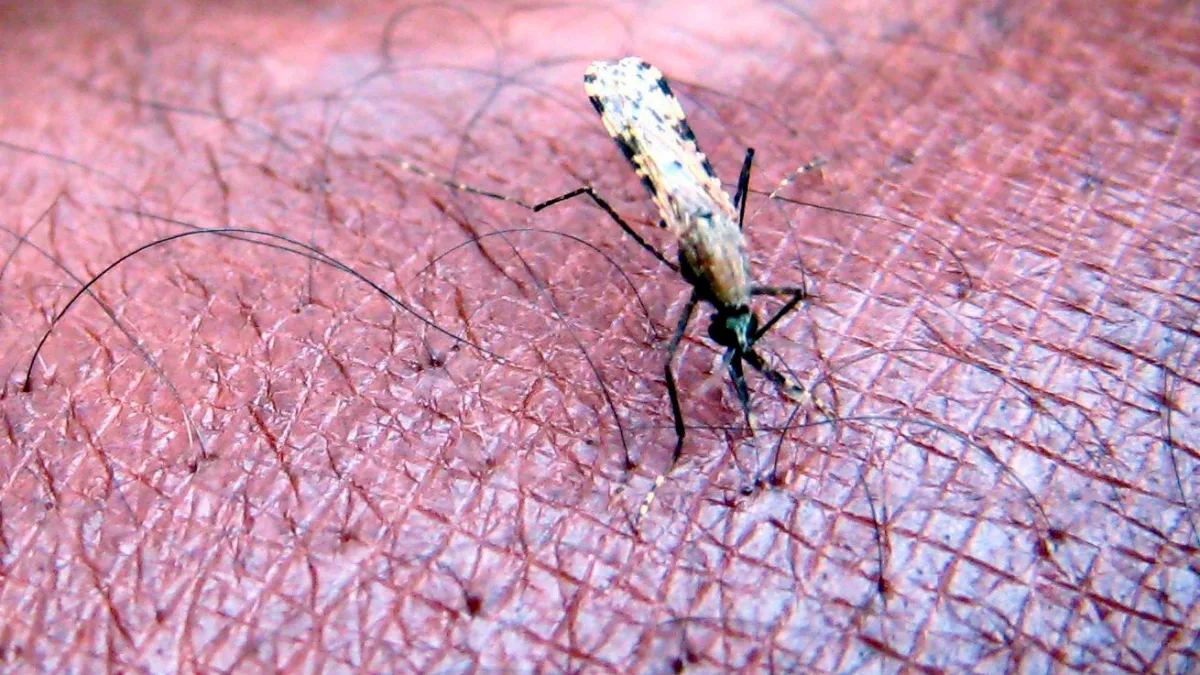 FlughafenMalaria: Auf der Suche nach der infizierten Anopheles-Mücke