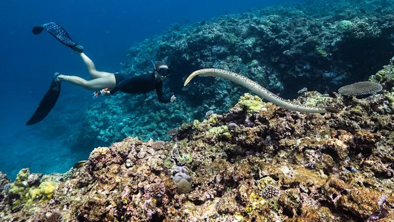 My journey to a reef on the abyss (if gas drillers get their way), by Tim Winton