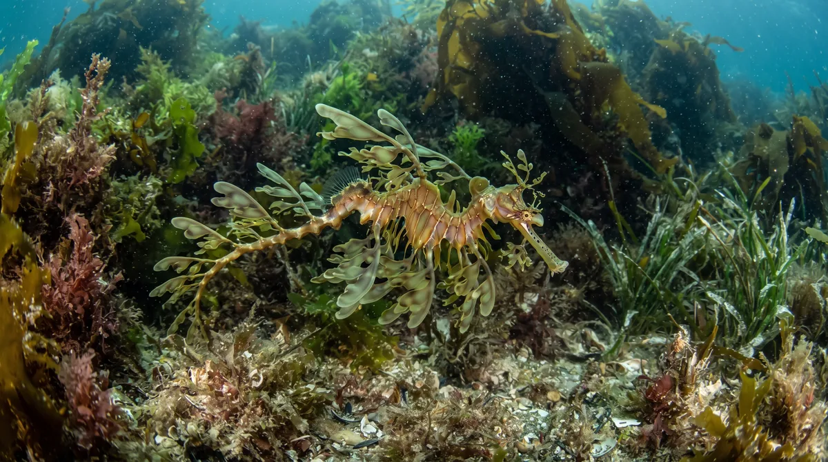 O peixe exótico que se disfarça perfeitamente de algas flutuantes para desaparecer nas correntes oceânicas e enganar qualquer predador que passar por perto