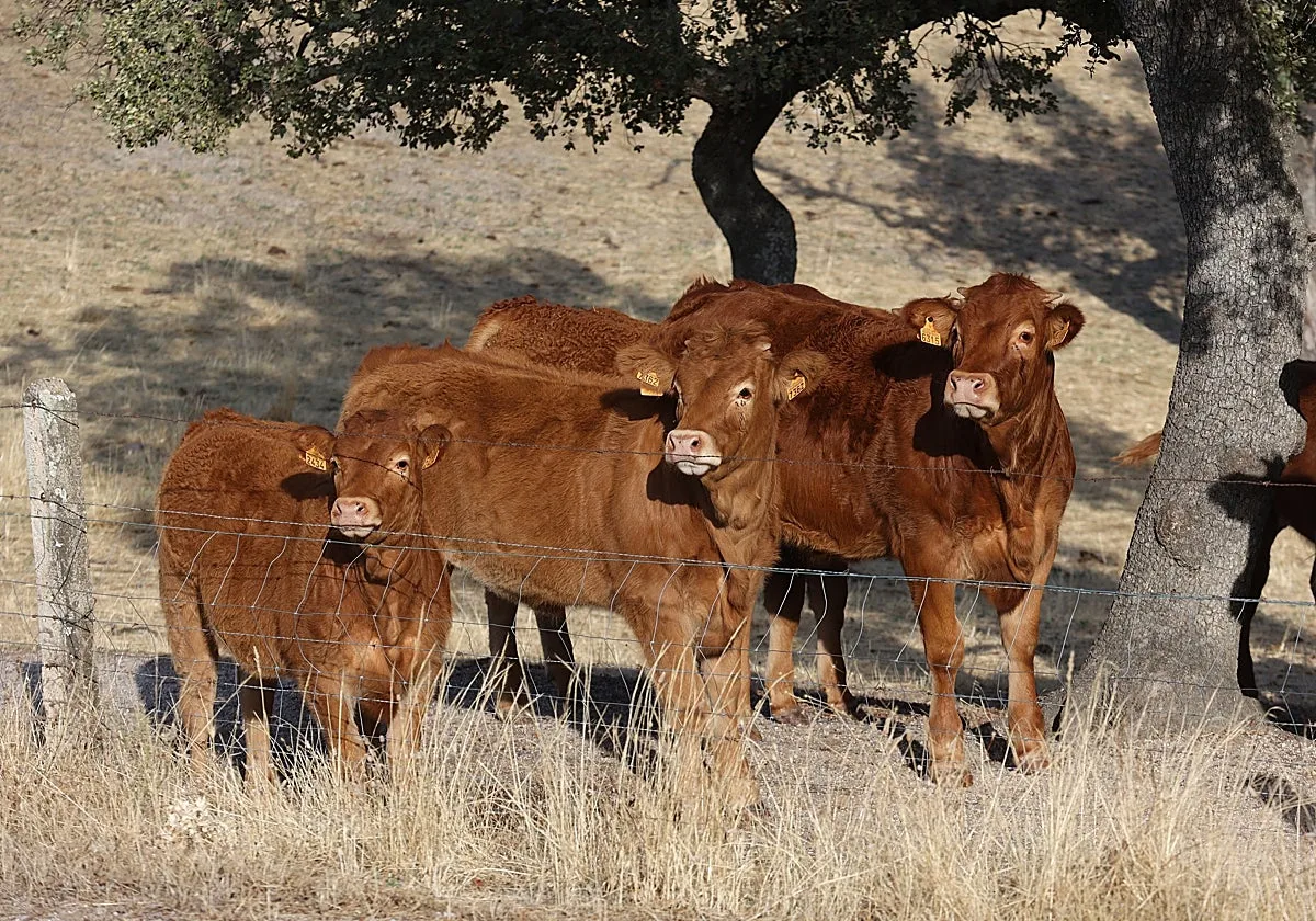 El virus 'Shamonda' merma la producción de leche en Los Pedroches, sin una vacuna para combatirlo