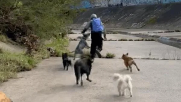 Boy, 13, arrested following alleged attempted sexual assault in Kooyong after dogs filmed chasing him away