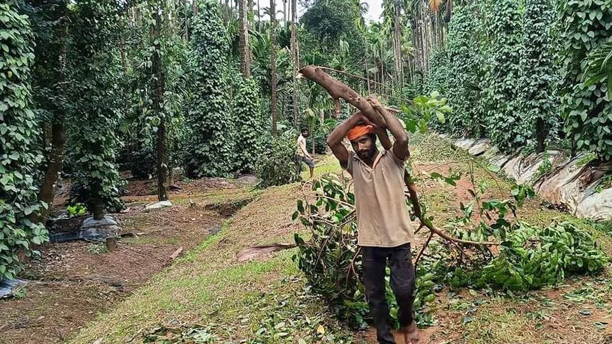 Assam initiates plan to streamline agarwood industry