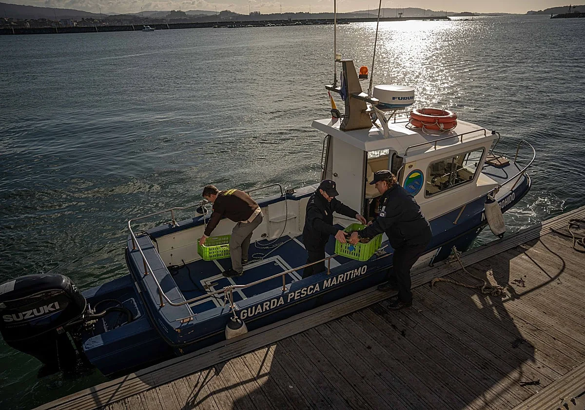 Requisados 370 kilos de pescado y marisco ilegal en una semana en Galicia
