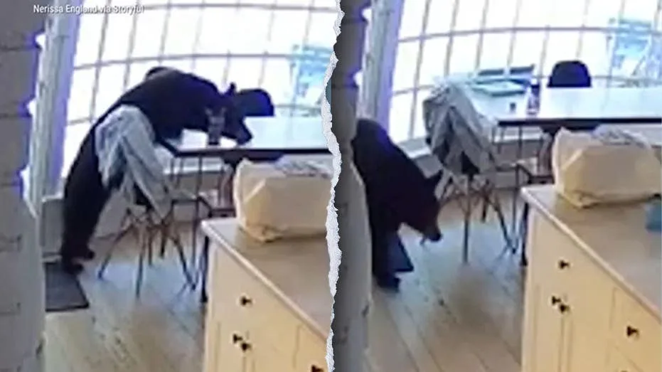 Colorado family wakes up to bear eating breakfast in kitchen
